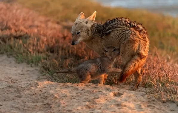 Grass, pose, wolf, baby, pair, puppy, wolves, mom