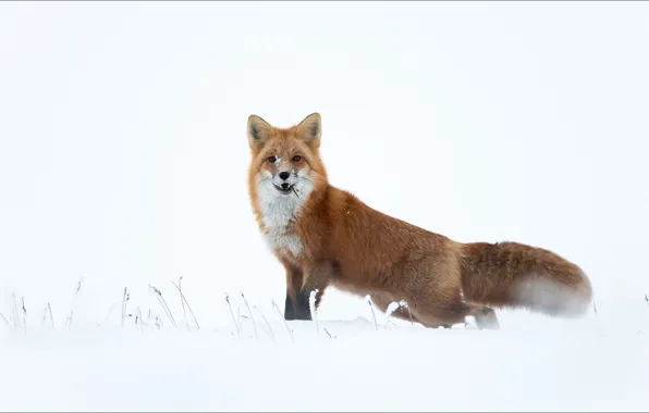 Picture fox, animals, snow