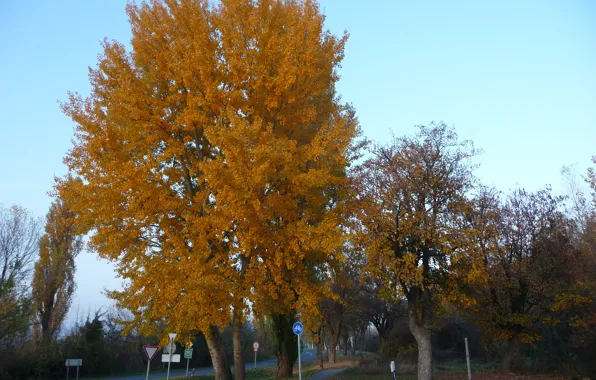 Picture road, autumn, trees, road, trees, Autumn, fall