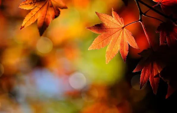 Autumn, nature, sheet, leaf, japanese, maple