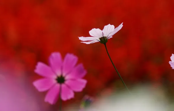 White, macro, flowers, pink, kosmeya
