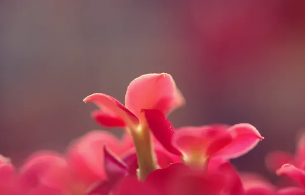 Flower, macro, background, plant, petals, flower, solid