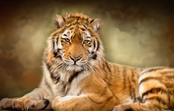 Picture tiger, texture, wild cat