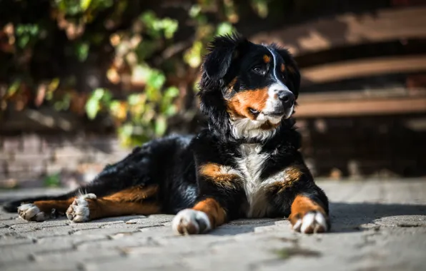 Look, face, light, bench, nature, pose, foliage, dog