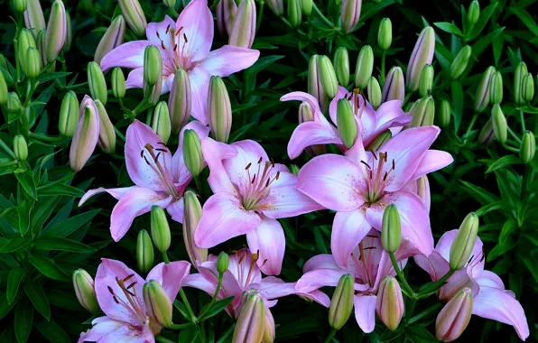 Picture flowers, foliage, Lily, buds