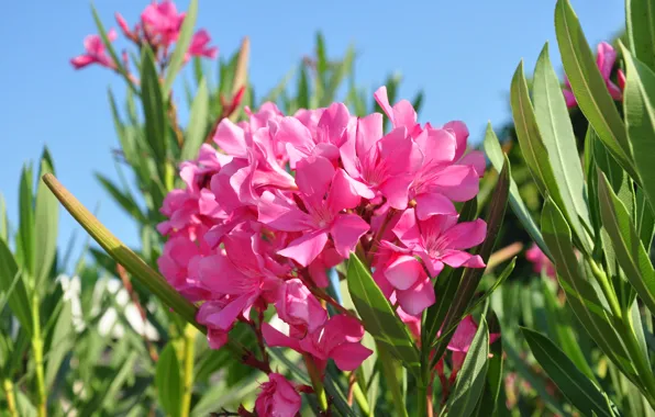 Picture flowers, nature, oleander