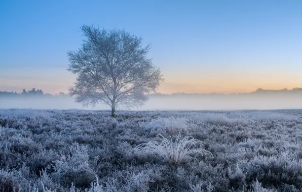 Field, forest, the sky, grass, fog, tree, morning, frost