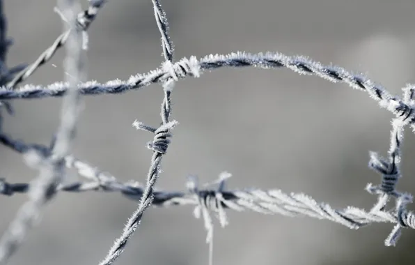 Wire, frost, barbed, area(