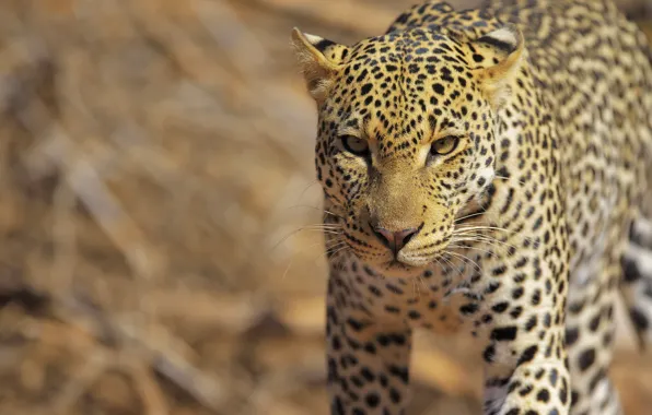 Look, face, pose, leopard, walk, sneaks
