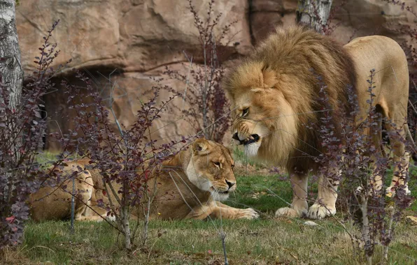 Branches, rocks, Leo, pair, grin, lions, lioness, showdown
