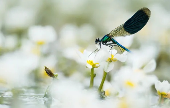 Macro, flowers, dragonfly, insect