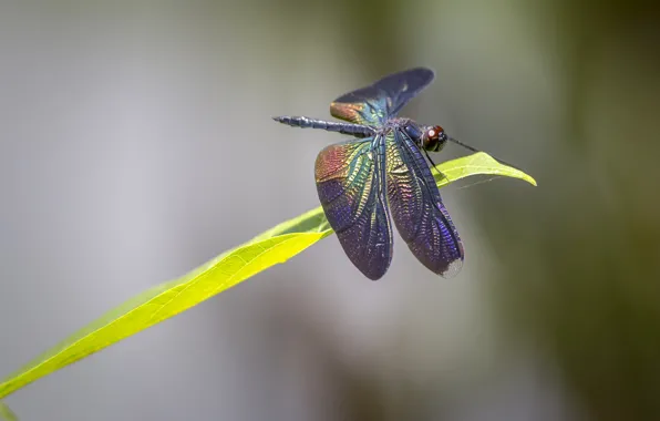 Macro, background, leaf, dragonfly, insect