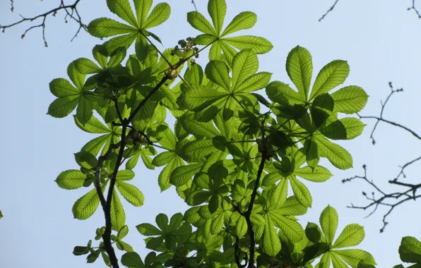 Leaves, chestnut, spring 2018, Mamala ©