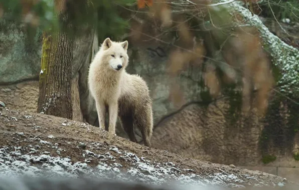 Nature, face, animal, wolf, wildlife, head, fur, mammal