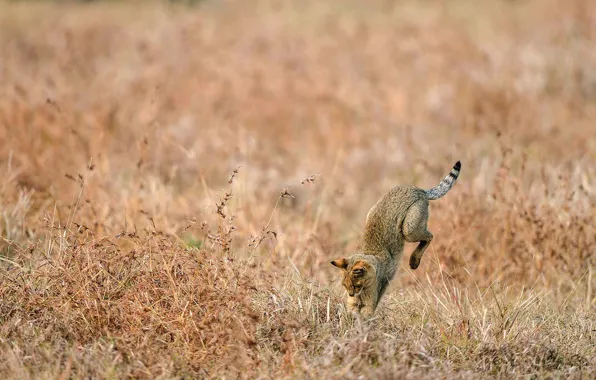 Picture India, hunting, swamp lynx, Jungle cat
