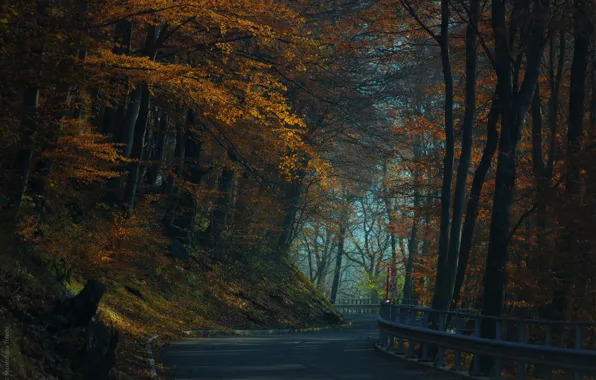Road, autumn, forest