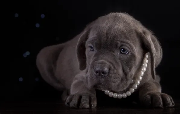 Picture necklace, puppy, breed, cane Corso