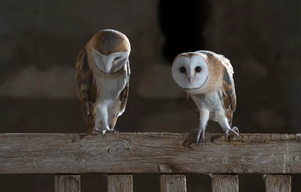Look, birds, Board, owls, the barn owl, barn owls