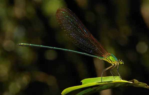 Picture dragonfly, a blade of grass, colored wings