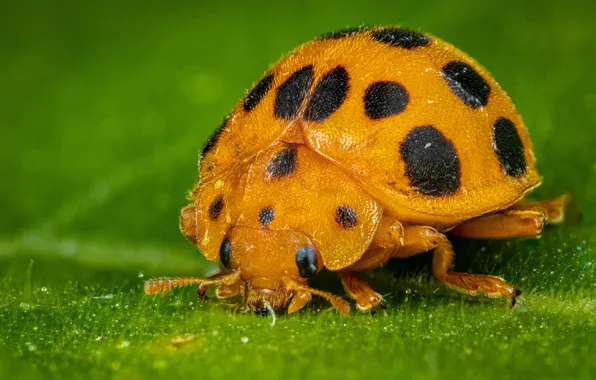 Macro, leaf, ladybug, beetle, green background, yellow