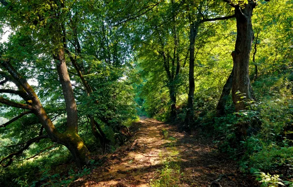 Picture road, trees, road, the bushes, trees, bushes, Armenia, armenia