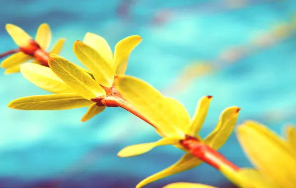 The sky, macro, flowers, yellow