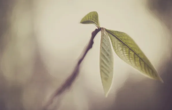 Picture macro, green, background, widescreen, Wallpaper, blur, branch, leaf