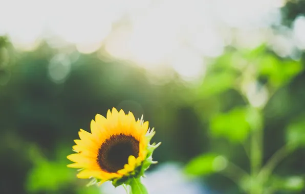 Picture flower, yellow, sunflower, petals