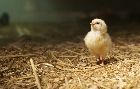 Background, bird, chickens