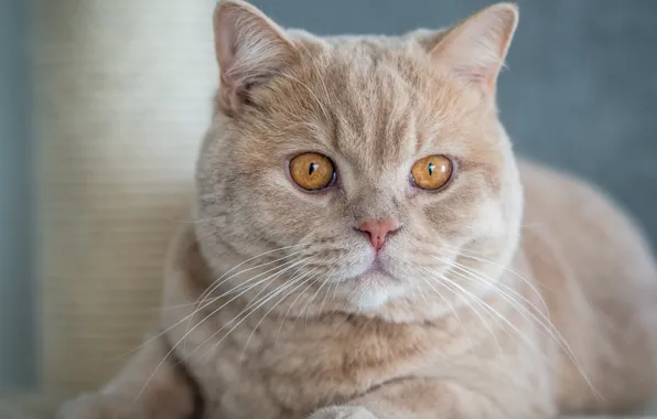 Cat, look, muzzle, handsome, British Shorthair