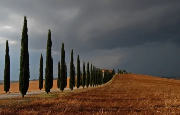 Field, trees, landscape, Cypress Hill