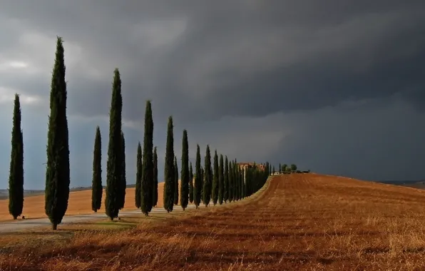 Picture field, trees, landscape, Cypress Hill