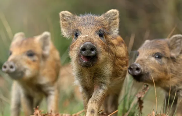 Picture summer, nature, boar