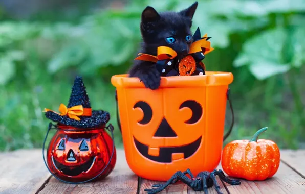 Greens, autumn, cat, kitty, holiday, foliage, black, Board
