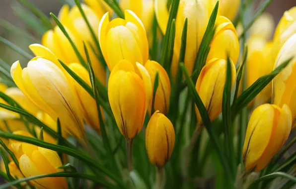 Yellow, spring, crocuses