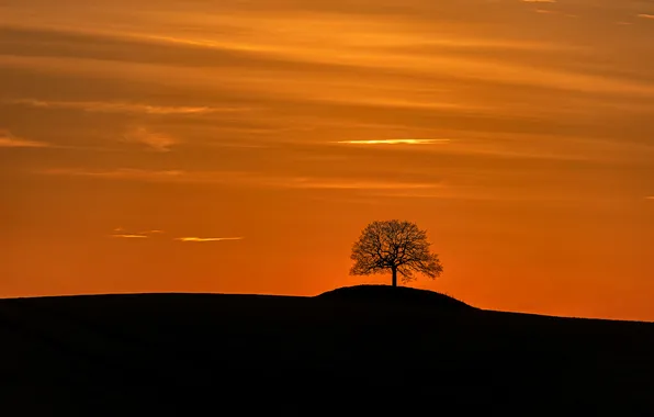 Night, nature, tree
