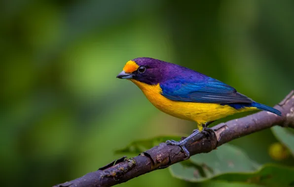 Macro, nature, bird, branch, color