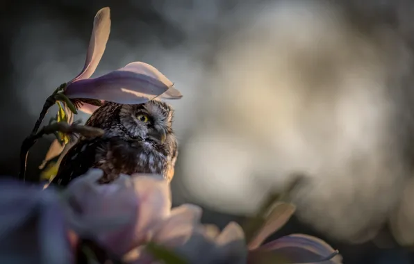 Flowers, nature, owl, bird, branch, Magnolia, owlet