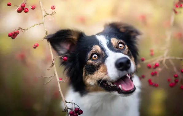 Look, nature, pose, dog, face