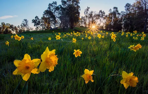 Greens, the sun, drops, rays, light, trees, flowers, nature