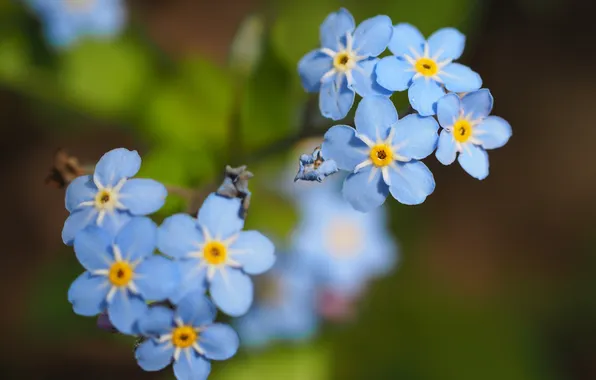 Macro, flowers, spring, blue, green background, bokeh, forget-me-nots