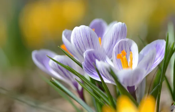 Picture macro, spring, petals, crocuses