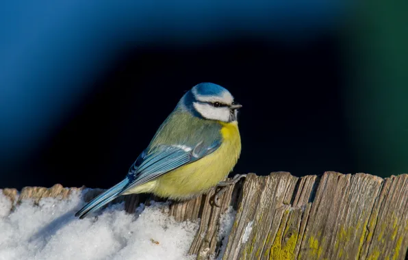 Winter, birds, tit, blue tit