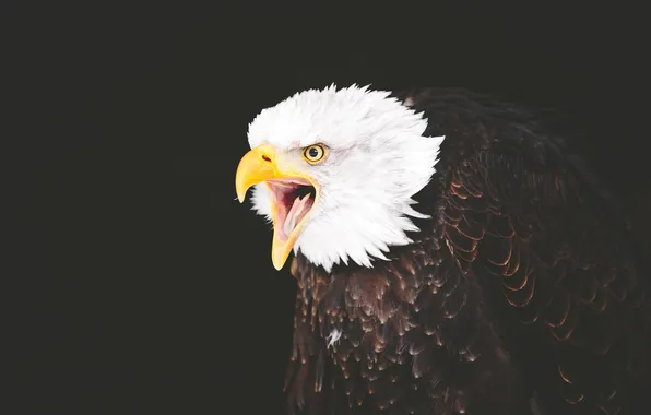 Language, eyes, beak, Bald eagle