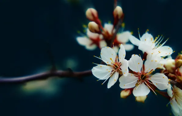 Flowers, Sakura, white