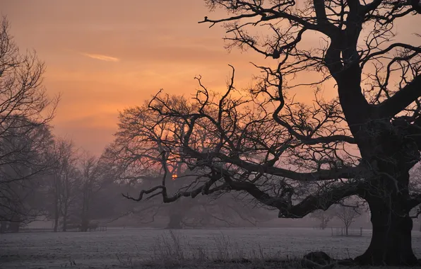 Trees, landscape, sunset