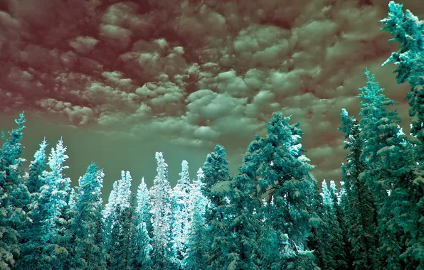 Picture sky, clouds, infrared, cyan, spruce