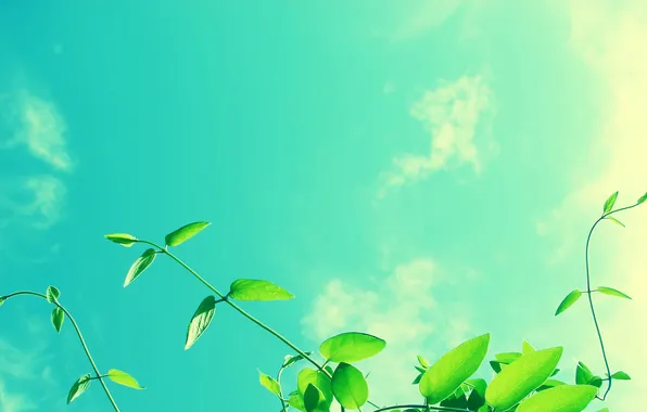 Macro, Greens, The sun, The sky, Clouds, Photo, Leaves, Rays