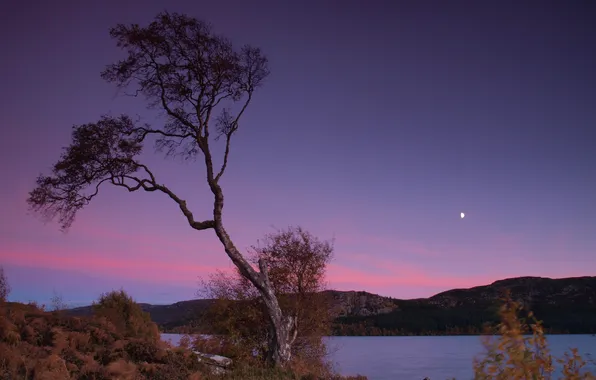 The sky, trees, the moon, the evening