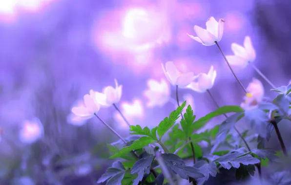 Flowers, nature, spring